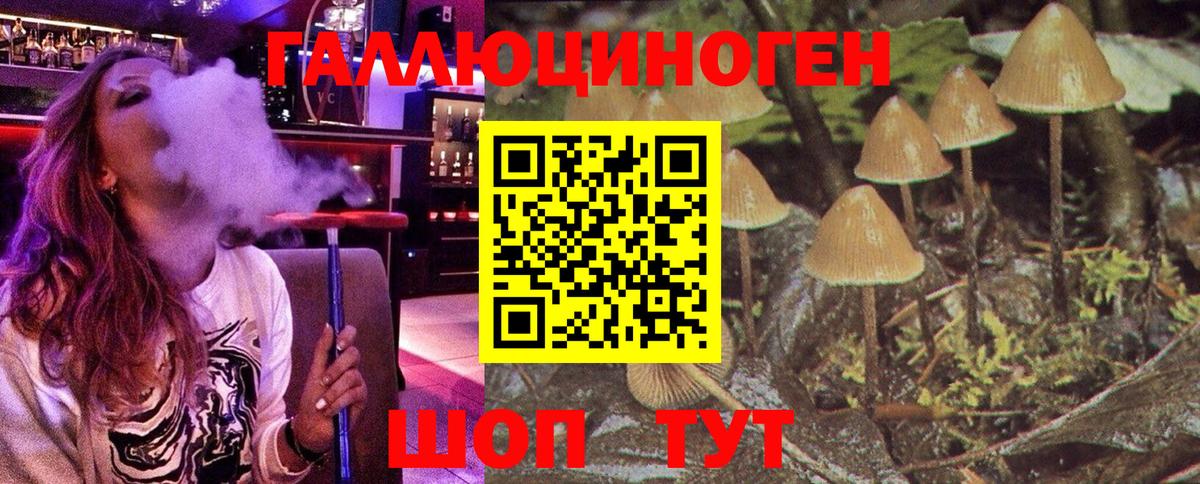 Псилоцибиновые грибы Psilocybe Прохладный